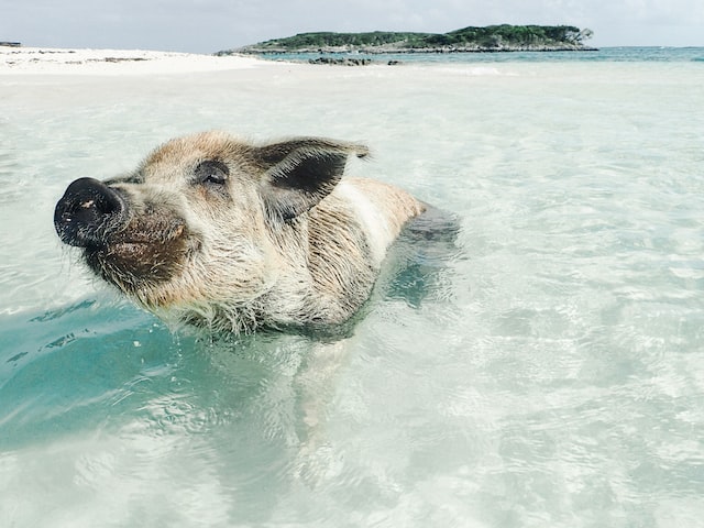 cerdo descansando en agua azul clara en las bahamas