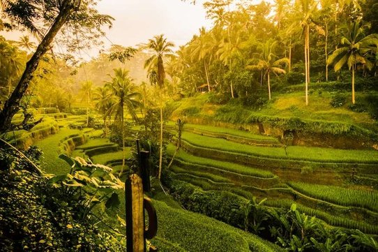 campos de arroz en las colinas de ubud bali