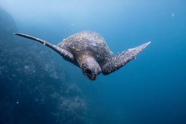 tour tortugas marinas galápagos