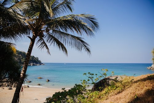 Palmeras en la playa de Phuket, Tailandia