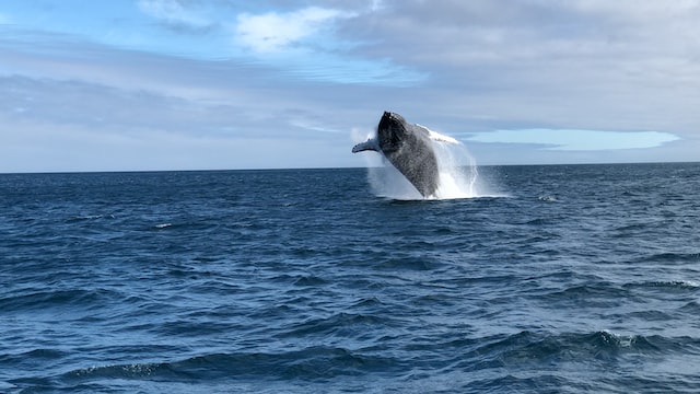 ballena saltando en el mar