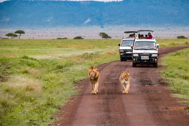   dos leones caminando en la carretera mientras dos furgonetas llenas de gente los observan