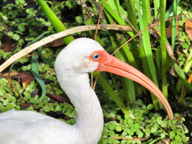 Una muestra de la vida silvestre, las playas y los bombardeos de Florida: