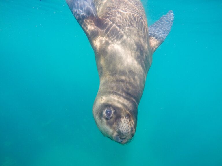 Snorkel con lobos marinos en Puerto Madryn