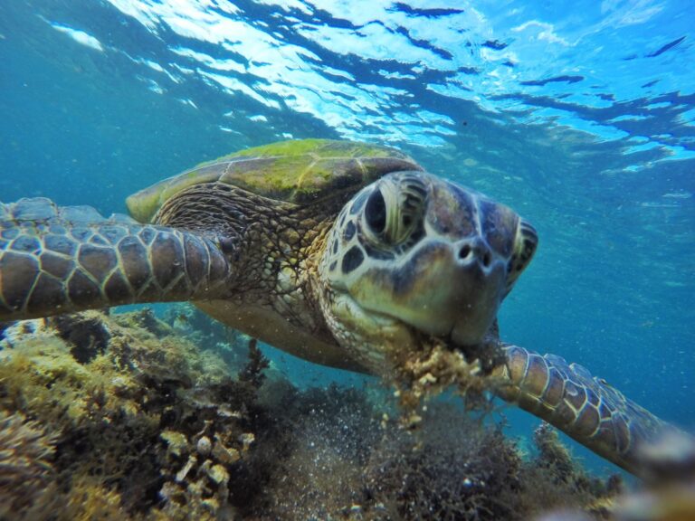 Snorkel con más tortugas que humanos en Isla Apo