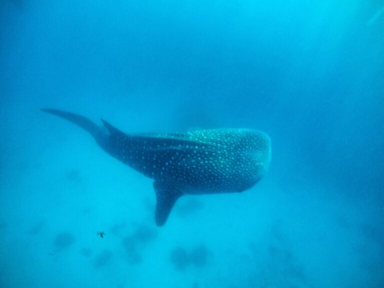 Nadar con Tiburones Ballena, Filipinas