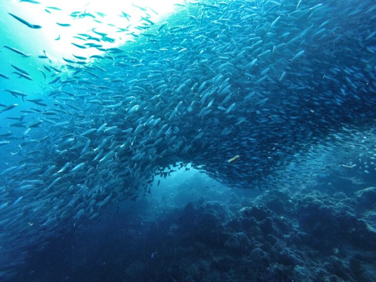Buceando por la carrera de la Sardina, Filipinas