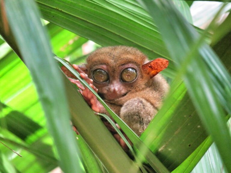 Diarios de motocicleta ~ Explorando Bohol, Filipinas