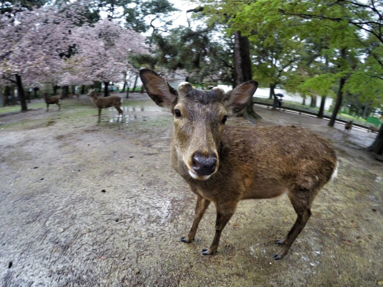 El ciervo salvaje de Nara y 30.000 cerezos, Japón