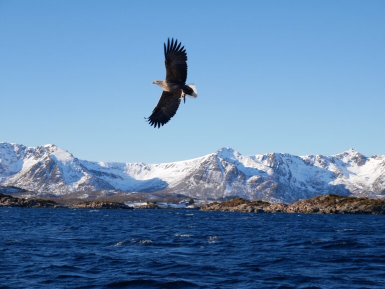 Eagle Safari en Vesterålen, Noruega