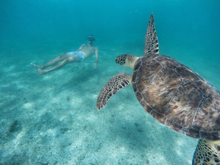 Snorkel con tortugas en Akumal