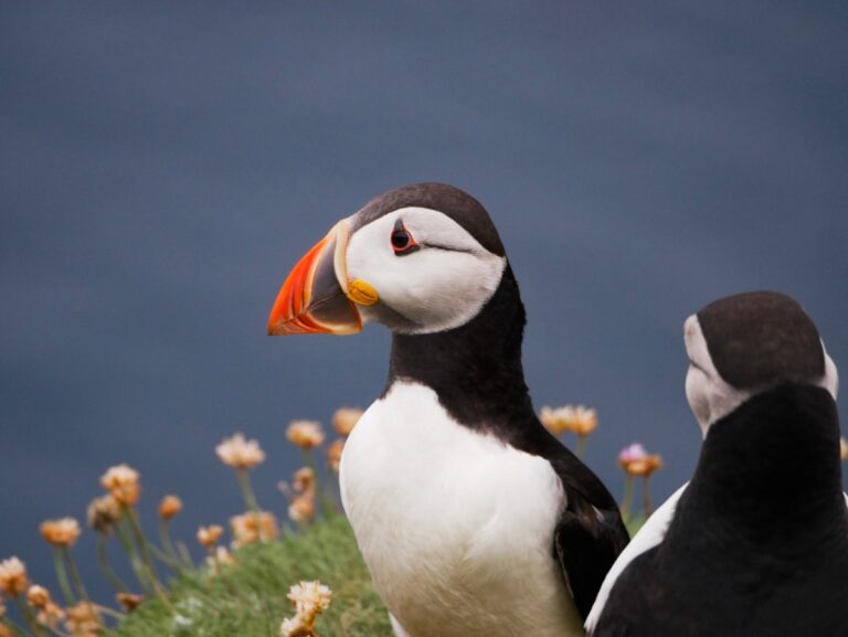 Una decisión espontánea de viajar a las Islas Shetland
