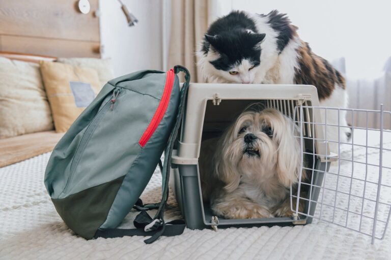 Política de mascotas de American Airlines: aquí le explicamos cómo volar con su gato o perro