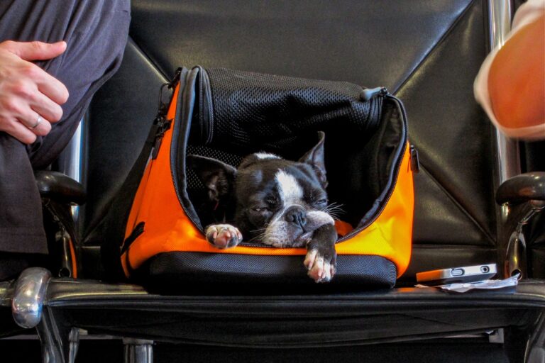 Política de mascotas de Southwest Airlines: aquí le mostramos cómo volar con su gato o perro