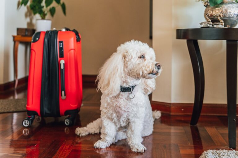 Política de mascotas de Frontier Airlines: aquí le mostramos cómo volar con su mascota en Frontier