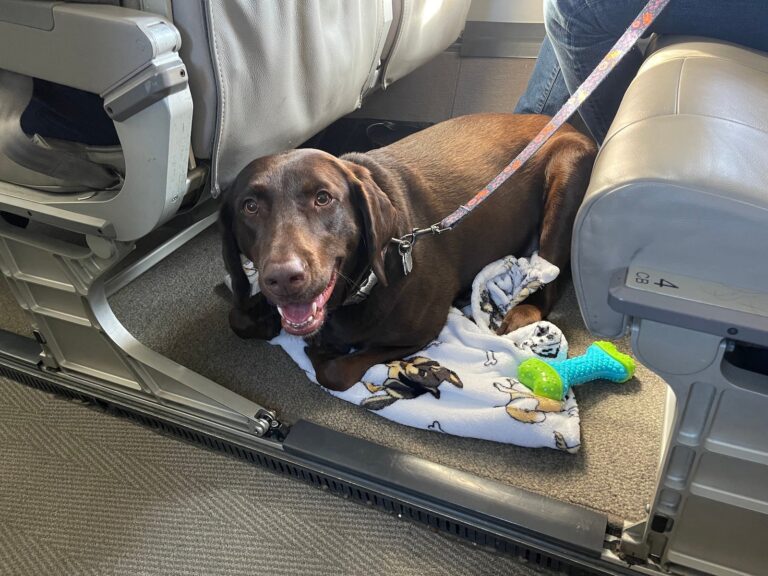 Una experiencia emocionante: llevar a mi perro en JSX a su primer vuelo