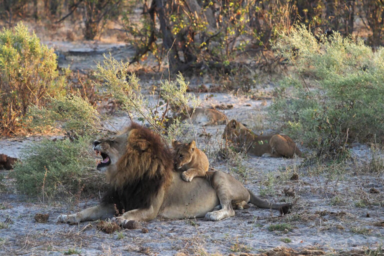 Este es el mejor momento para hacer un safari africano