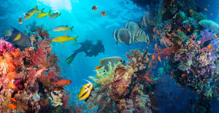 Todo lo que necesitas saber sobre el buceo en Maldivas