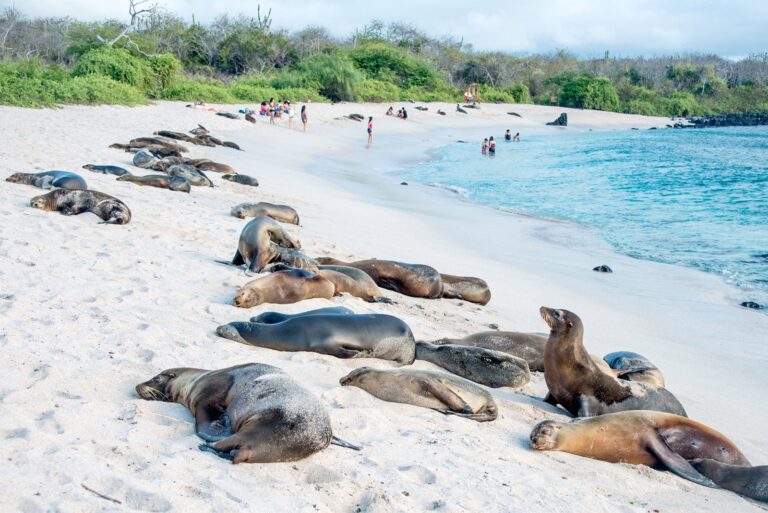 Los mejores cruceros en Galápagos para una aventura épica de vida salvaje