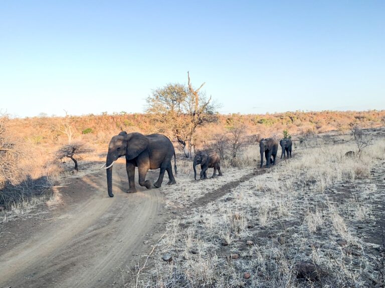 Reseña del Singita Lebombo Lodge en Sudáfrica