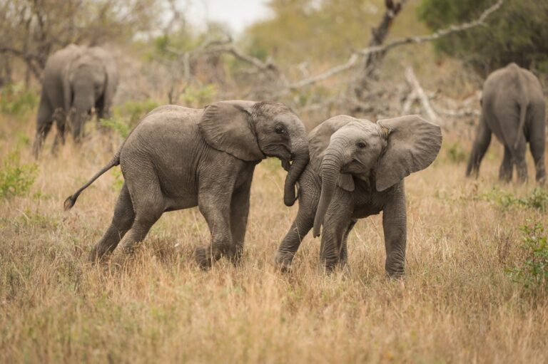 Safaris africanos de lujo que apoyan a las comunidades locales