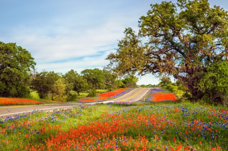3 viajes por carretera únicos que puedes hacer desde Houston en 4 horas o menos
