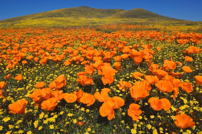 Cómo ver la superfloración de California