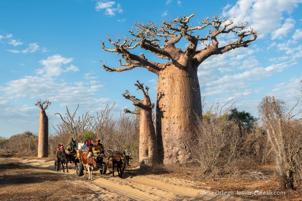 Guía para viajar a Madagascar